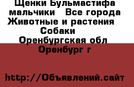 Щенки Бульмастифа мальчики - Все города Животные и растения » Собаки   . Оренбургская обл.,Оренбург г.